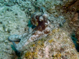 Caribbean Octopus IMG 7819